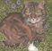 Pussy Cat